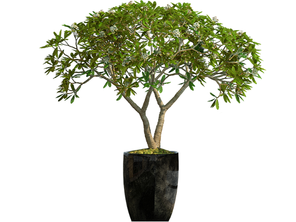 25 Years of experience